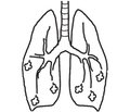 Роль механизмов антиоксидантной системы  в развитии заболеваний органов дыхания