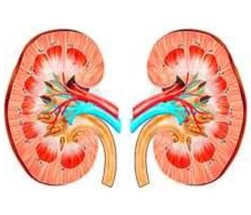 Autonomic status in children with chronic pyelonephritis  at the initial stages of chronic kidney disease