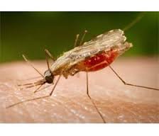 Эпидемиологические аспекты малярии у детей в Астраханском регионе