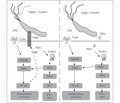 Роль TLR4, NLRC1/NOD1 та NF-κB у розвитку запалення слизової оболонки шлунка при хелікобактерній інфекції у дітей