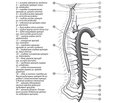 Клініко-морфологічні особливості артеріального кровопостачання спинного мозку