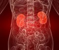 Endothelial dysfunction in the pathogenesis of diabetic kidney disease