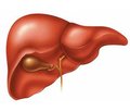 Endotoxemia in patients with liver cirrhosis