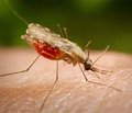Case of severe malaria