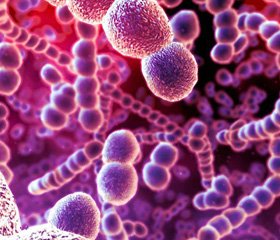 Неферментирующие бактерии в аспекте  множественной антибиотикорезистентности  возбудителей внутрибольничных инфекций