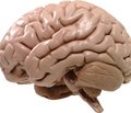 Необратимые структурные изменения головного мозга могут быть вызваны сотрясением