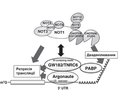 Mechanisms of action of cytoplasmic microRNAs. Part 3. TNRC6-associated mechanism of miRNA-mediated mRNA degradation