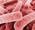 Перспективи застосування нових похідних піримідину   при нозокоміальних інфекціях, викликаних грамнегативними мікроорганізмами
