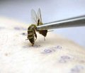 Пчелиный яд в лечении заболеваний суставов и мышц  