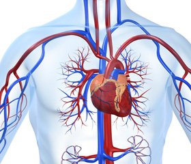 Фармакотерапия ишемической болезни сердца:  место статинов